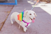 a dachshund wearing a rainbow flag