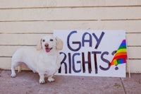 a dog standing next to a sign that says gay rights